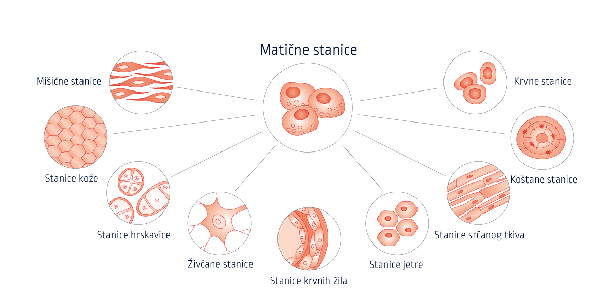 JEDINSTVENA REGENERATIVNA MOĆ MATIČNIH STANICA